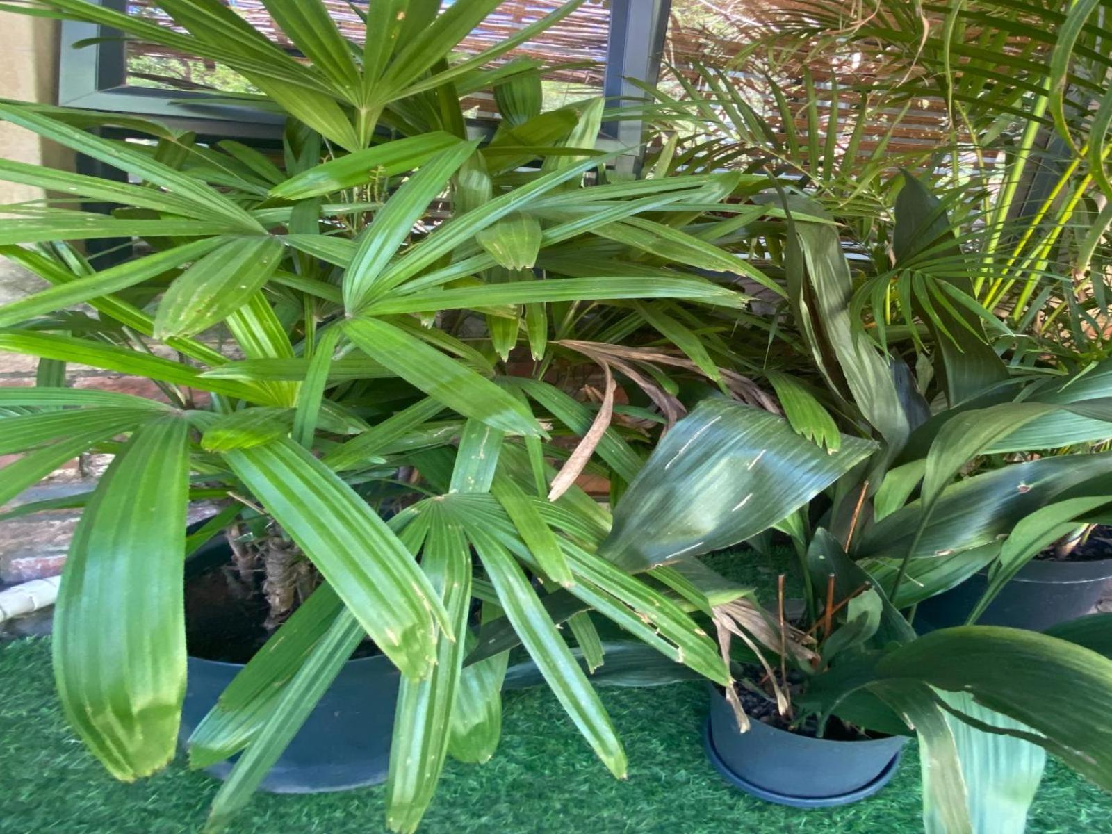 Aloe Guesthouse Klerksdorp Δωμάτιο φωτογραφία